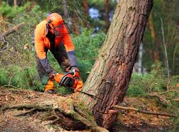Best Firewood Processing and Delivery  in Stonebridge, NJ