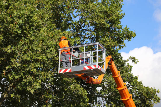 Best Tree Trimming and Pruning  in Stonebridge, NJ