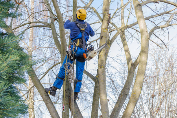 Best Tree Health Inspection  in Stonebridge, NJ