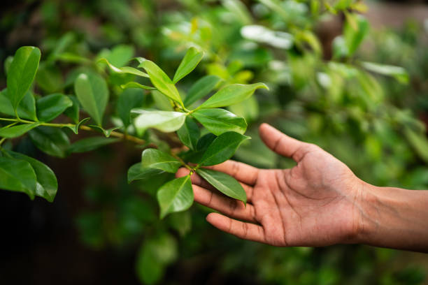 Best Tree Disease Treatment  in Stonebridge, NJ