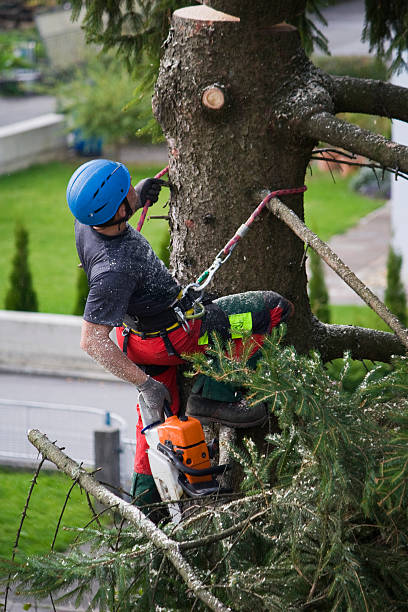 Best Pest Control for Lawns  in Stonebridge, NJ