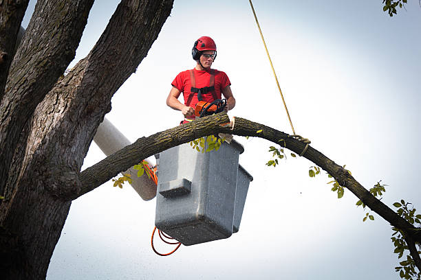Best Tree Removal  in Stonebridge, NJ