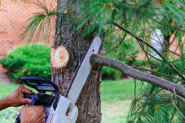 Best Lawn Dethatching  in Stonebridge, NJ